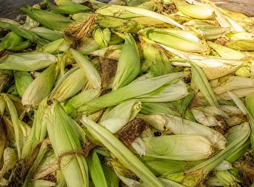 Screw press dewatering machine processing corn husk