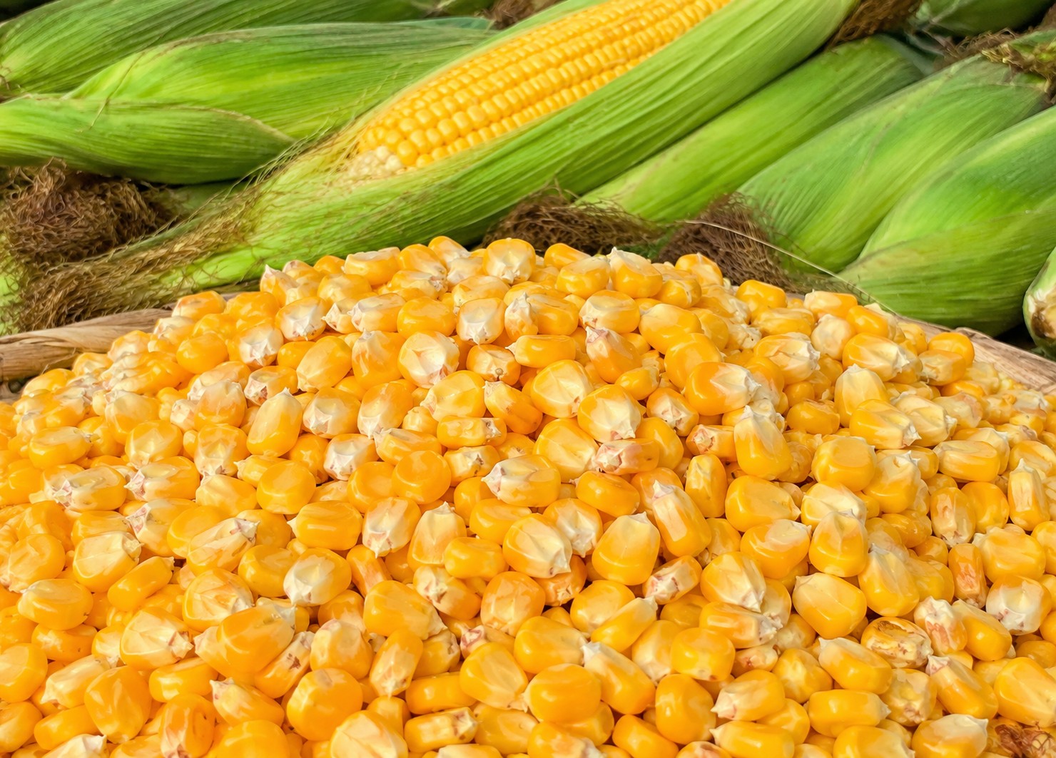 Screw press dewatering machine processing corn kernels
