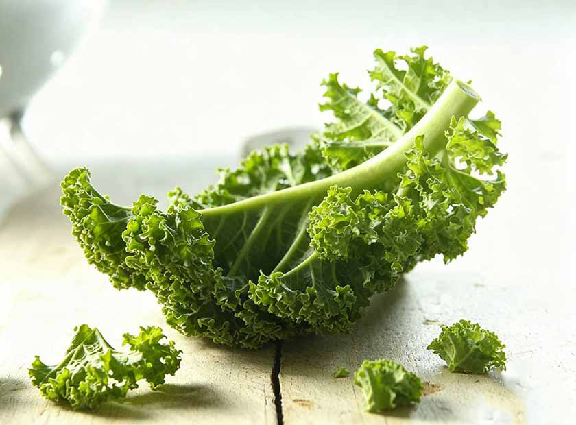 Screw press dewatering machine processing leaf cabbage