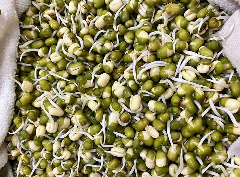 Screw press dewatering machine processing mung bean sprout peel